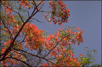 A tree in my garden