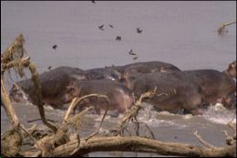 Running hippopotamusses