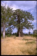 Baobab tree