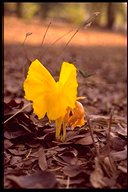 Kauliflorie