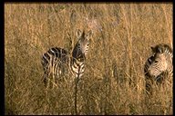 Burchell's zebra